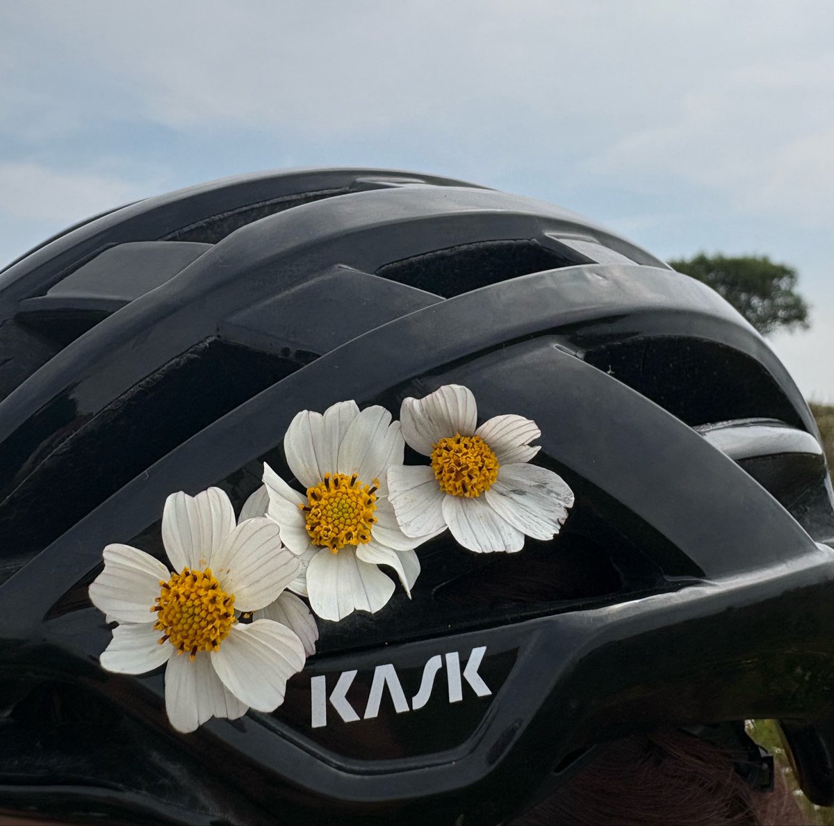 dkimbless's tweet photo. amor flores bicis https://t.co/2JKUKll5Td