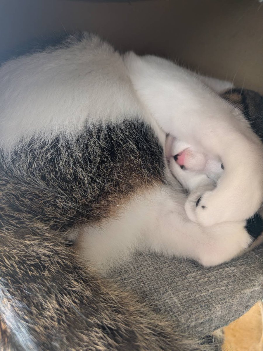 sjymt's tweet photo. 今日のお昼寝😴 https://t.co/50BKf9I9RL