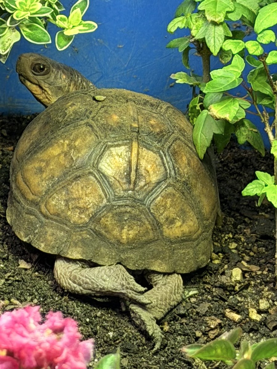 boxturtle_sj's tweet photo. 後ろ足クロスしてセクシィ〜😂
色気を出してくるオス❤️笑

カメラ目線もいいねぇ📷素敵だよ♡

#ミツユビハコガメ　#亀　#カメ　#turtle 
#pet #reptile #cute https://t.co/69JTCKevQP