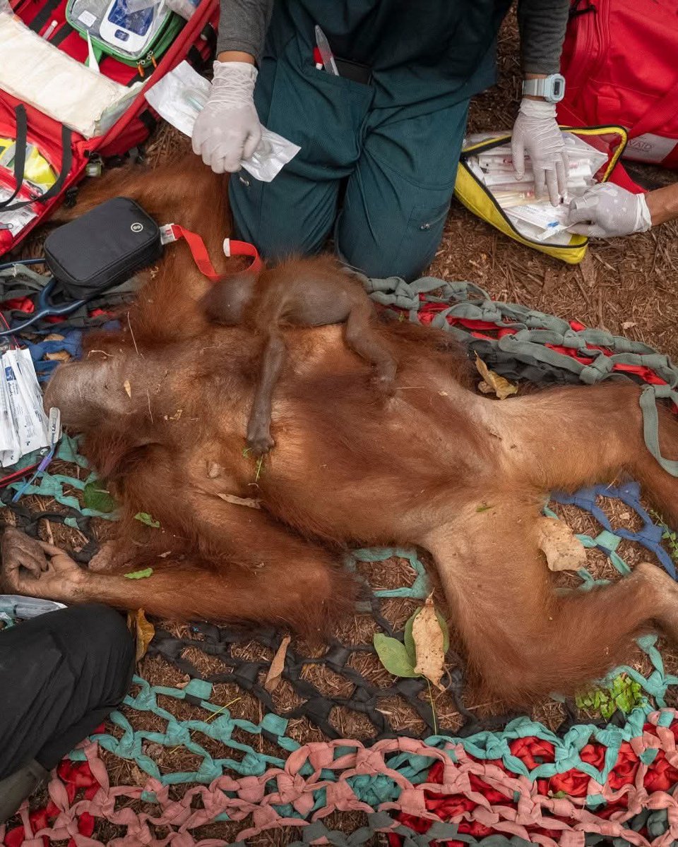 indepenSumatera's tweet photo. APA YANG KALIAN LIHAT DI MEDSOS TENTANG KARHUTLA KALIMANTAN, MUNGKIN BELUM MENGGAMBARKAN KONDISI SEBENARNYA.

Di lapangan, kondisinya jauh lebih buruk dari apa yang terlihat di media sosial.

Bahkan beredar informasi bahwa hampir 80% kawasan konservasi habitat orangutan di Kalimantan Barat terdampak kebakaran.

Angka ini tentu masih perlu dikonfirmasi secara resmi.

Tapi ada satu hal yang nyata

SATWA LIAR JUGA MENJADI KORBAN.

Dalam sebuah evakuasi, tim menyelamatkan induk orangutan beserta anaknya dari atas pohon di kawasan yang terdampak karhutla.

Induknya terlihat lemah.

Sesak napas.

Di sekelilingnya, hutan yang seharusnya menjadi rumah mereka telah berubah menjadi kawasan penuh asap dan sisa kebakaran.

Bayangkan...

Mereka tidak punya kendaraan untuk mengungsi.

Tidak punya rumah lain untuk dituju.

Tidak bisa memilih pindah ke tempat yang lebih aman.

Mereka hanya bisa bertahan di habitatnya sendiri yang sedang terbakar.

Tim BKSDA dan pihak terkait terus bekerja untuk menyelamatkan satwa yang masih tersisa.

Mereka bekerja ketika sebagian dari kita mungkin hanya melihat asap dari layar ponsel.

Ini bukan sekadar soal hutan terbakar.

Ini tentang rumah yang hilang.

Tentang satwa yang kehilangan habitat.

Tentang induk yang berusaha bertahan sambil melindungi anaknya.

Dan tentang manusia yang juga harus menghadapi dampak karhutla.

Semoga mimpi buruk ini segera berakhir.

Semoga api segera padam.

Semoga hujan segera turun.

Dan semoga masih banyak satwa yang berhasil diselamatkan.

🙏DOAKAN MEREKA.

WARGA YANG TERDAMPAK.

DAN SATWA-SATWA YANG TIDAK PERNAH MEMILIH UNTUK BERADA DI TENGAH BENCANA INI.

Mereka hanya ingin satu hal

PULANG KE HUTAN YANG AMAN.