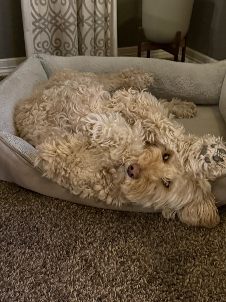 enthused's tweet photo. @JenCapriati You called it! 🐩 https://t.co/dfhrpSjrQ3