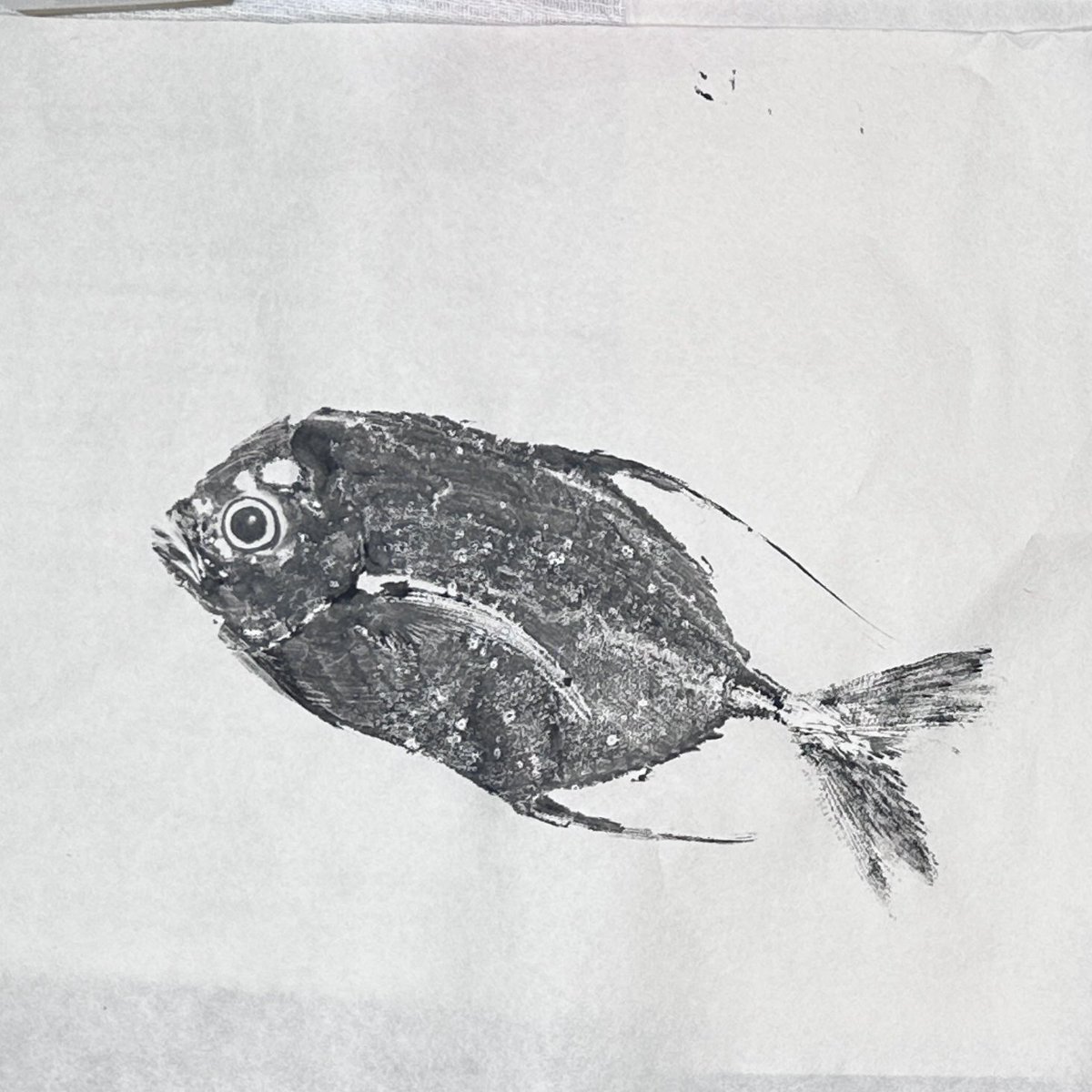 write_me107's tweet photo. I'm back (with a new hobby(??))🙏
🐟Longfin Travally & Batfish
📍From Saphli Market, Chumphon
🎨Squid ink on Thai washi paper
#Gyotaku #printmaking https://t.co/kQYEb8Sk2P