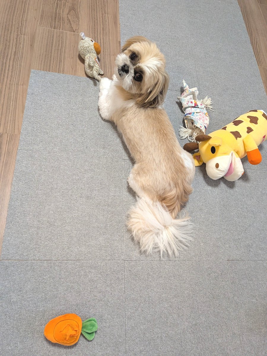 luck_the_dog's tweet photo. 忙しそうなところ悪いんだけど

#loveyouanyway_
#それでも好き_
#shihtzu
#シーズー https://t.co/OVWduCABcJ