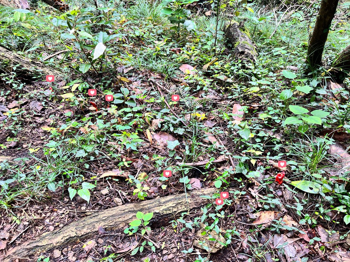ayuboh3's tweet photo. カエンタケ🔥

名の通り燃え盛る炎（火炎）のような形と色をしている。触れるのも危険なほど極めて強力な毒を持つ毒キノコである🍄

ｼﾙﾊﾞｰｳｨｰｸはどこ行ける��なぁー🤔
雨ならまた高尾かなぁ😐

#カエンタケ 
#カエンタケ探してたら昼休みが終わった 
#Wikipedia 
#シルバーウィーク
#雨 https://t.co/pfb5uh2200