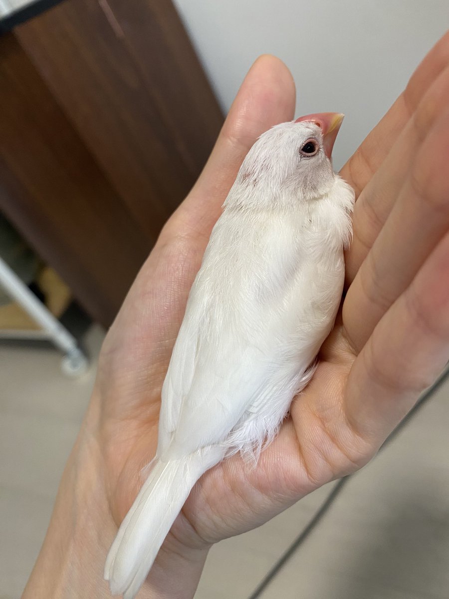 churo_pippi's tweet photo. ぽんちゃん尾脂腺がかなり大きくなっていたので昨日同居人が病院へ連れて行ってくれました
尾脂腺が詰まって腫れていたようです😭
生後2ヶ月で詰まるのは珍しいとのこと
まだ若いので外科的処置は行いませんでしたが抗生剤を処方してもらいました💊 https://t.co/jDvesc18UH