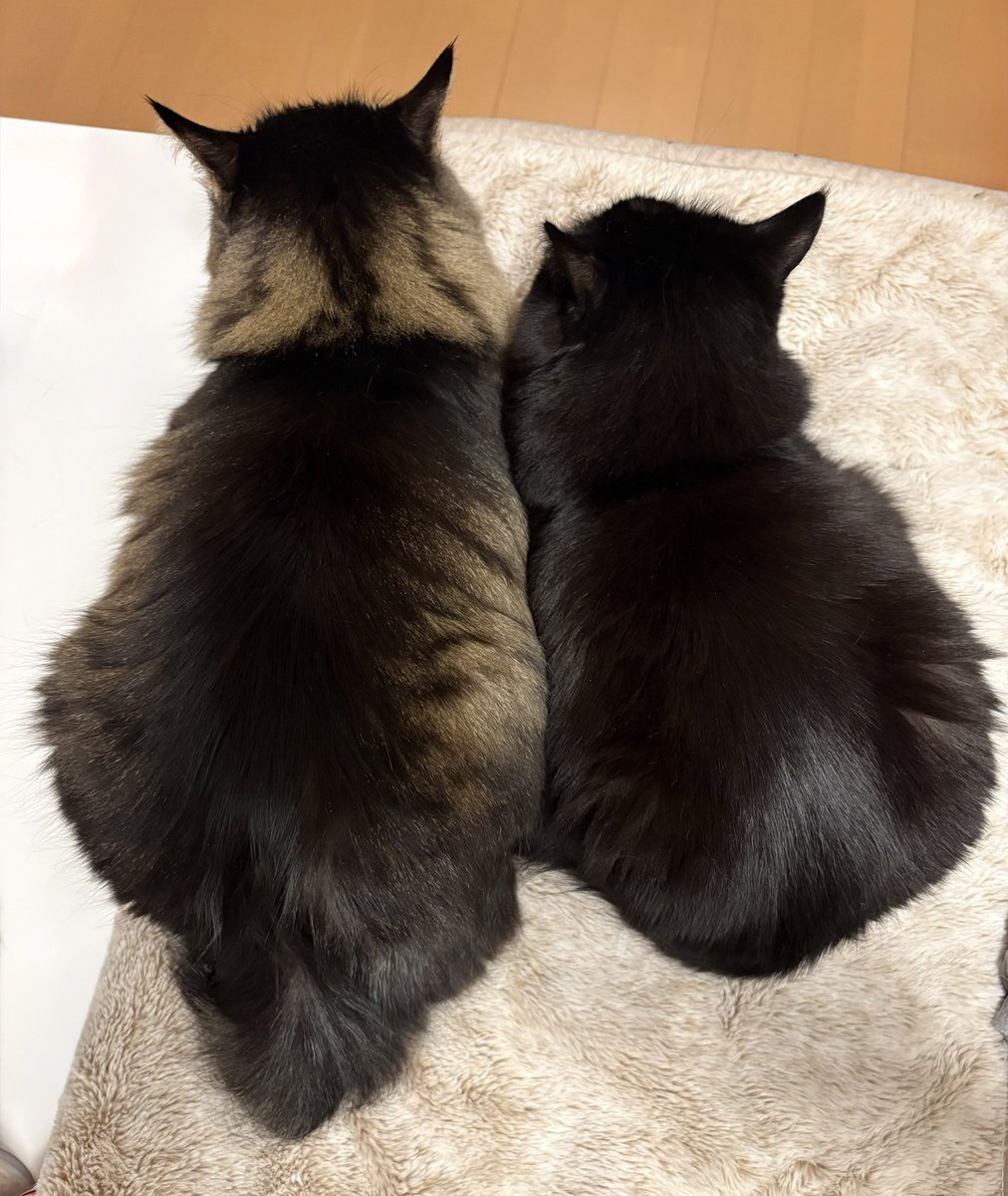 scioltotto's tweet photo. 片側に寄ったスーパーのお寿司か？ってくらいのくっつき具合とか、双子らしいそっくりフォルムとか、お兄ちゃんの方が大体いつもちょっとはみ出てるところとか、愛おしすぎて最近涙腺が緩みがち https://t.co/K43cuwhj2M