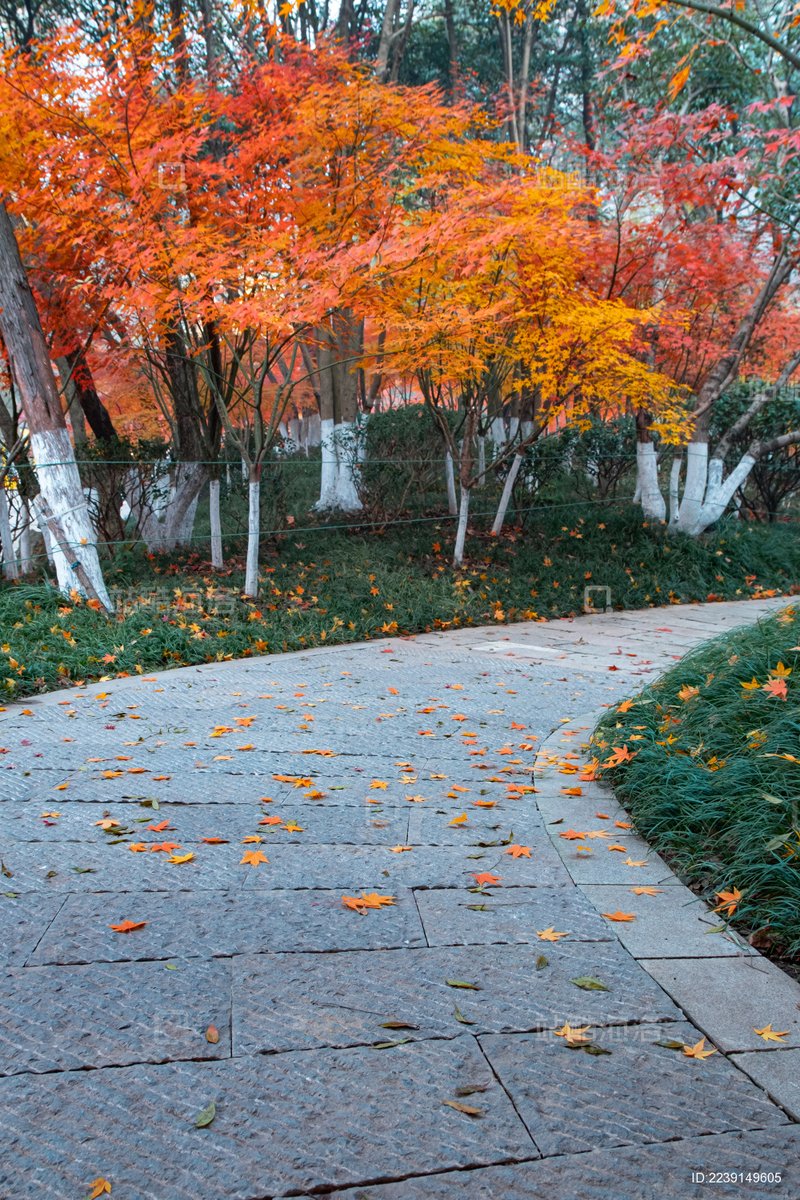 AllenRahocrpy's tweet photo. Brrr! Crisp autumn wind is blowing, and the first leaf just turned golden  Gotta grab my scarf on the way out!， https://t.co/Nj0VfTscKi