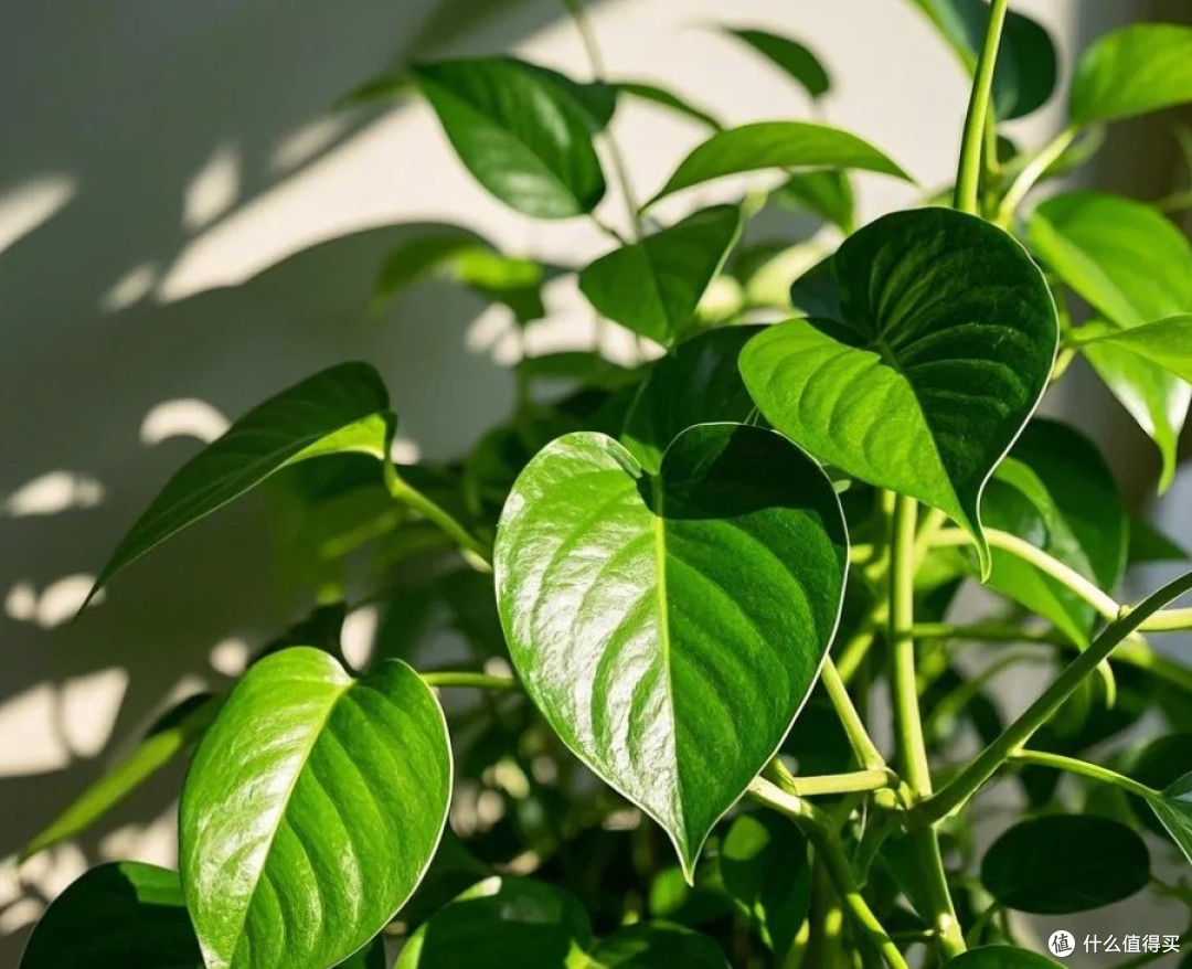 AndriaRahmj6's tweet photo. Pro tip for keeping your pothos happy: Let its soil dry out completely between waterings, and place it in bright indirect light—your trailing beauty will thrive!， https://t.co/5BVhyy5Dcy
