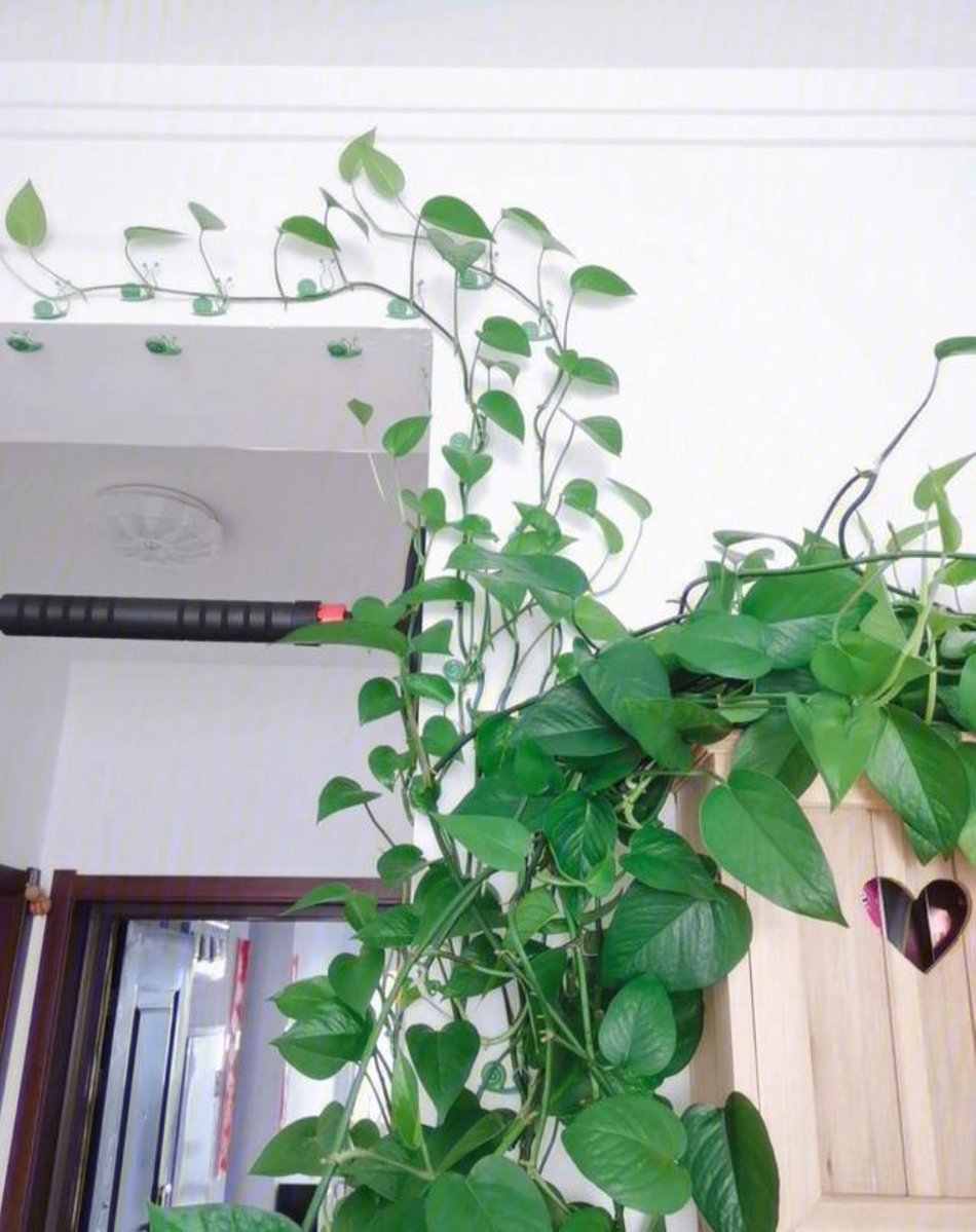 eusbn718409's tweet photo. Pro tip for your pothos: Water when the top 2 inches of soil feel dry, and give it bright indirect light—thick, trailing leaves ahead! https://t.co/VOOAUIVop5