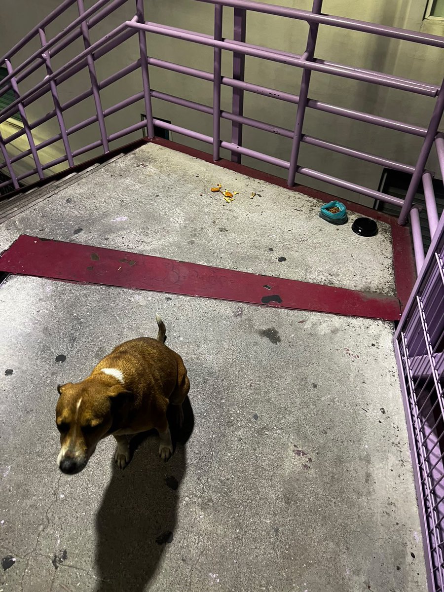 TlalpanVecinos's tweet photo. 🚨🐶 PERRITA ES ABANDONADA

Buenas noches. Vecinos reportan el abandono de una perrita en el puente de Viaducto Tlalpan, que cruza hacia Camino Viejo a San Pedro Mártir, en Tlalpan.

💔 Se solicita el apoyo de la comunidad para saber si alguien la reconoce o puede ayudarla. Si puedes brindarle resguardo temporal
