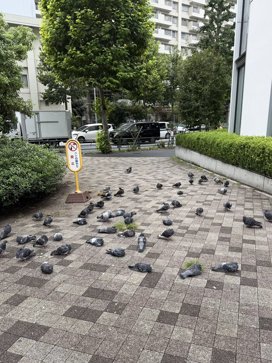 it65ero's tweet photo. 湿度が高くてダルいよね🐦 https://t.co/IefJgu1wYv
