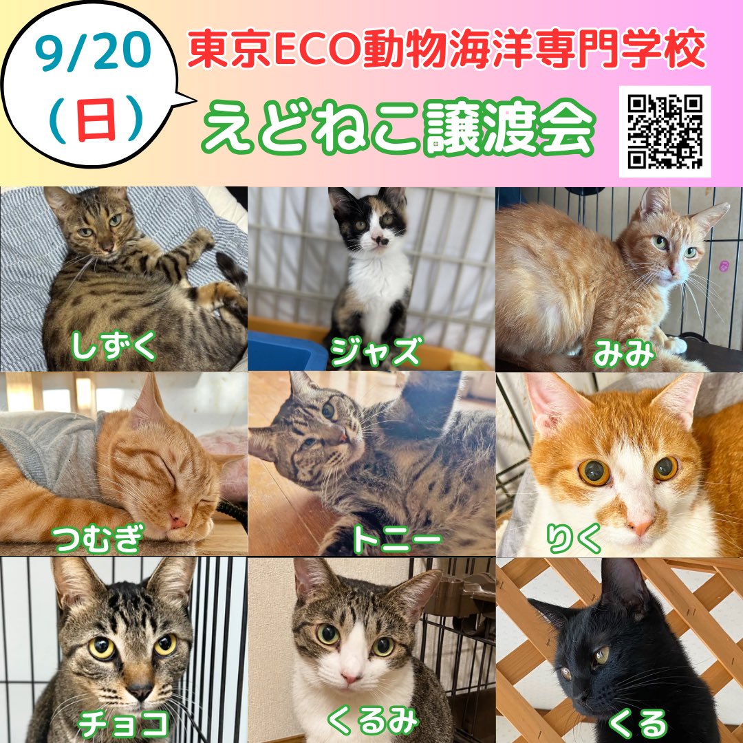 edoneko3's tweet photo. 9/20(日) えどねこまつりでは保護猫譲渡会も開催いたします！いつもとは違う顔ぶれの子たちが大集合📣⁡✨⁡
⁡⁡
⁡白猫4匹は今、預かりボランティアさんがその子に合うお名前を一生懸命考えてくれています😆⁡
⁡当日どんなお名前になっているか、お楽しみに…♪⁡
⁡1/2 https://t.co/71gws2yy3C