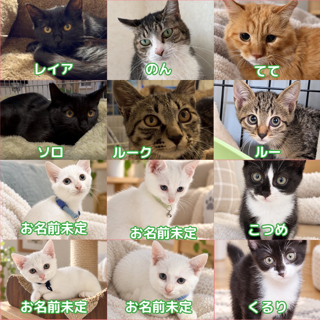 edoneko3's tweet photo. 9/20(日) えどねこまつりでは保護猫譲渡会も開催いたします！いつもとは違う顔ぶれの子たちが大集合📣⁡✨⁡
⁡⁡
⁡白猫4匹は今、預かりボランティアさんがその子に合うお名前を一生懸命考えてくれています😆⁡
⁡当日どんなお名前になっているか、お楽しみに…♪⁡
⁡1/2 https://t.co/71gws2yy3C