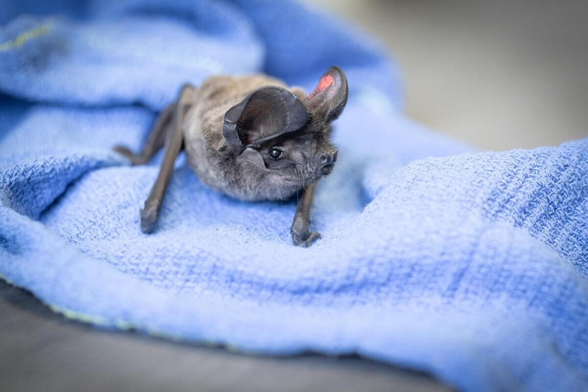 Nice_Matin's tweet photo. Hécatombe de chauves-souris sur les trottoirs de Nice : on vous explique pourquoi notre « ratapignata » est en danger
👉https://t.co/1Pa3x8TMp9 https://t.co/EEuAB3BVnF