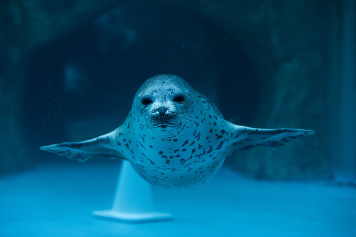 fiddlerboi's tweet photo. Did you know? All seals attend flight school at an early age and can achieve heights of up to 4000+ feet! https://t.co/GGxpXpSJ5i