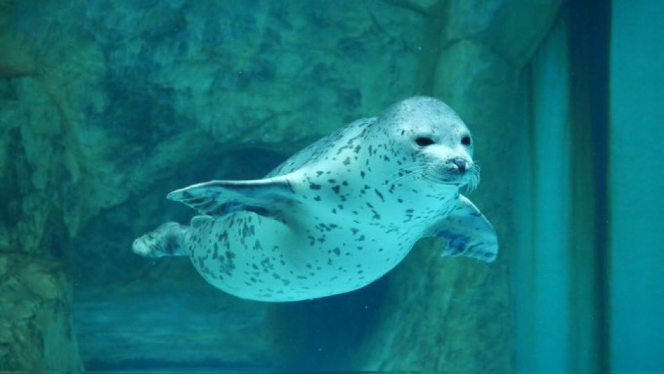 fiddlerboi's tweet photo. Did you know? All seals attend flight school at an early age and can achieve heights of up to 4000+ feet! https://t.co/GGxpXpSJ5i