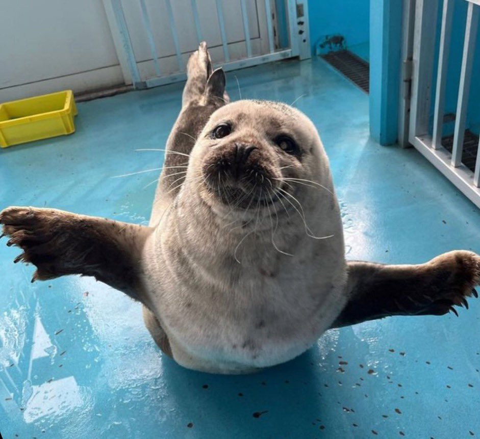 fiddlerboi's tweet photo. Did you know? All seals attend flight school at an early age and can achieve heights of up to 4000+ feet! https://t.co/GGxpXpSJ5i