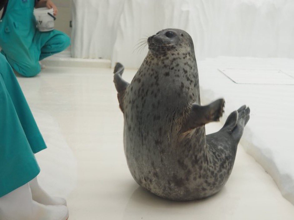 fiddlerboi's tweet photo. Did you know? All seals attend flight school at an early age and can achieve heights of up to 4000+ feet! https://t.co/GGxpXpSJ5i