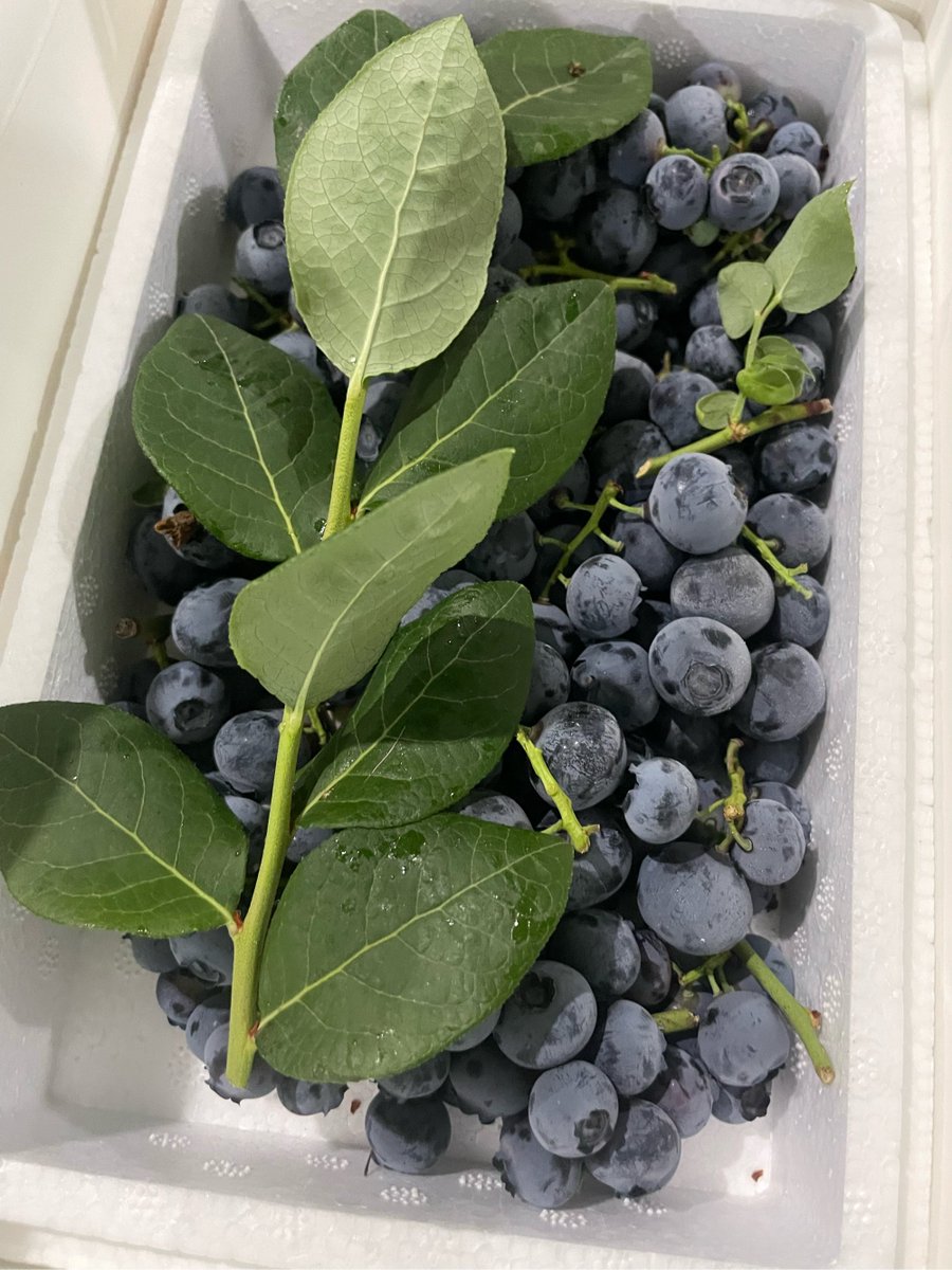 JessicaMat14675's tweet photo. Just found the juiciest, honey-kissed wild blueberries at the local farmers’ market—plump, tart-sweet, zero weird aftertaste, perfect for morning smoothies or topping yogurt! https://t.co/c0C9EmI24W