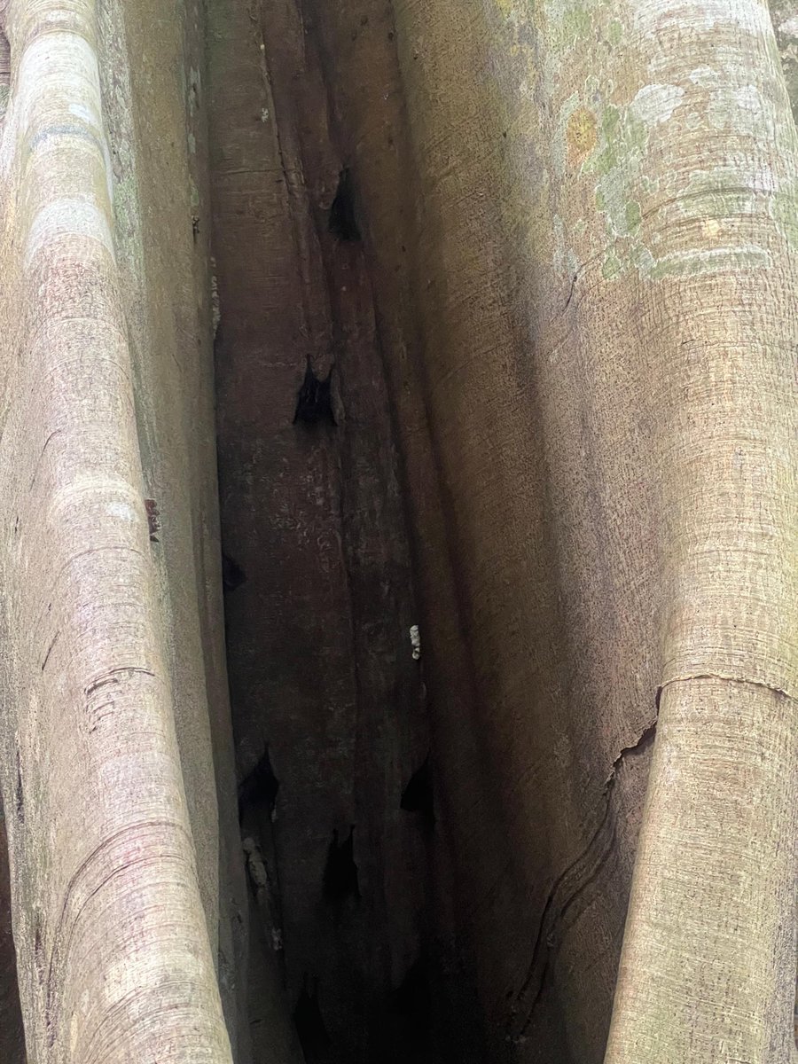 bianccahc's tweet photo. Robert Pattinson? #bat #iquitos https://t.co/68rSn8mP2m