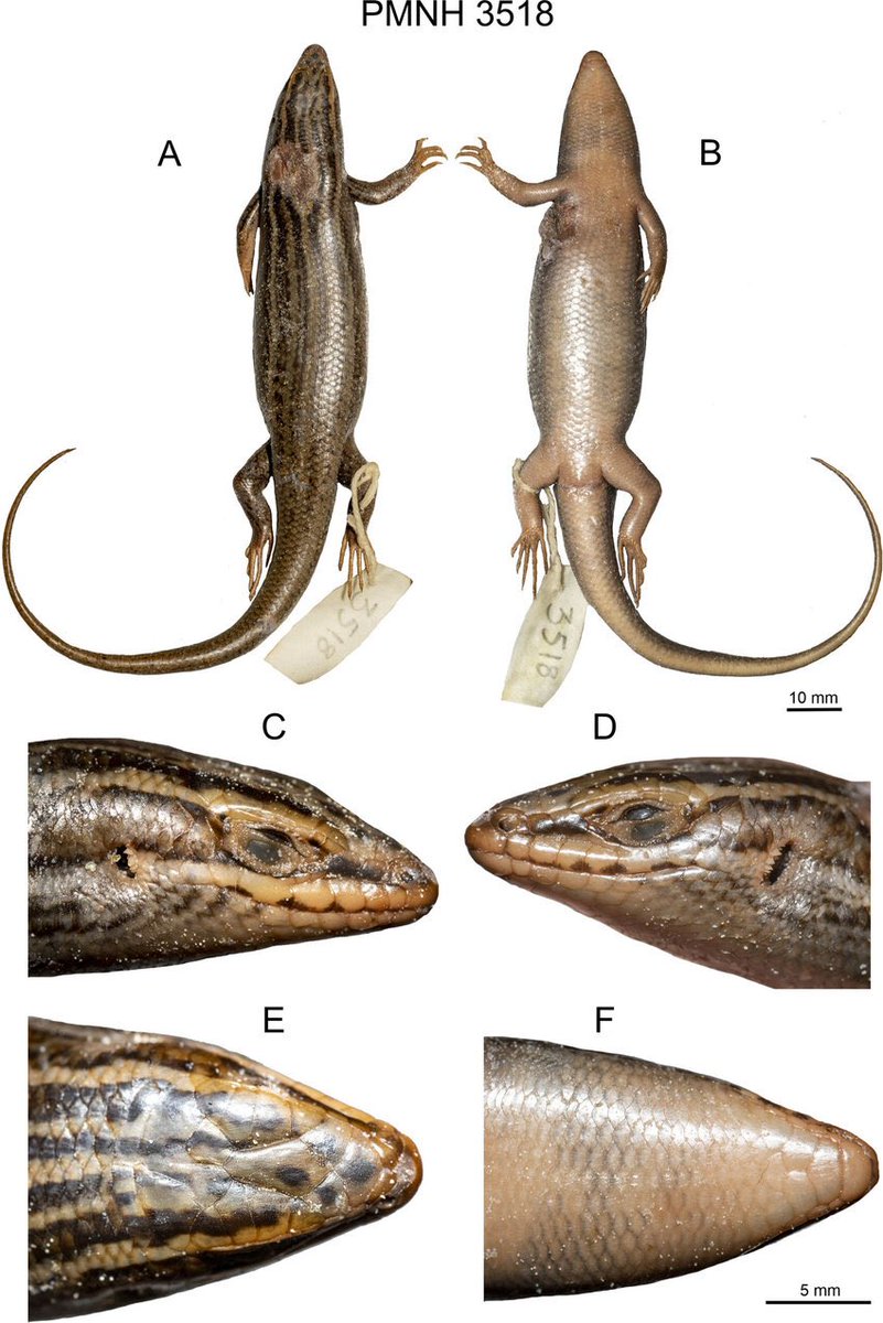 AsasHusain's tweet photo. A new species of skink from Pakistan's Hindu Kush foothills has been described by a team of 🇵🇰, 🇩🇪 & 🇸🇰 scientists in a recent #ZooKeys paper: Heremites afghanicus!
Another reminder of how immense, understudied & undervalued Pakistan's biodiversity is. Much remains unseen! https://t.co/VO3EDMgE9p