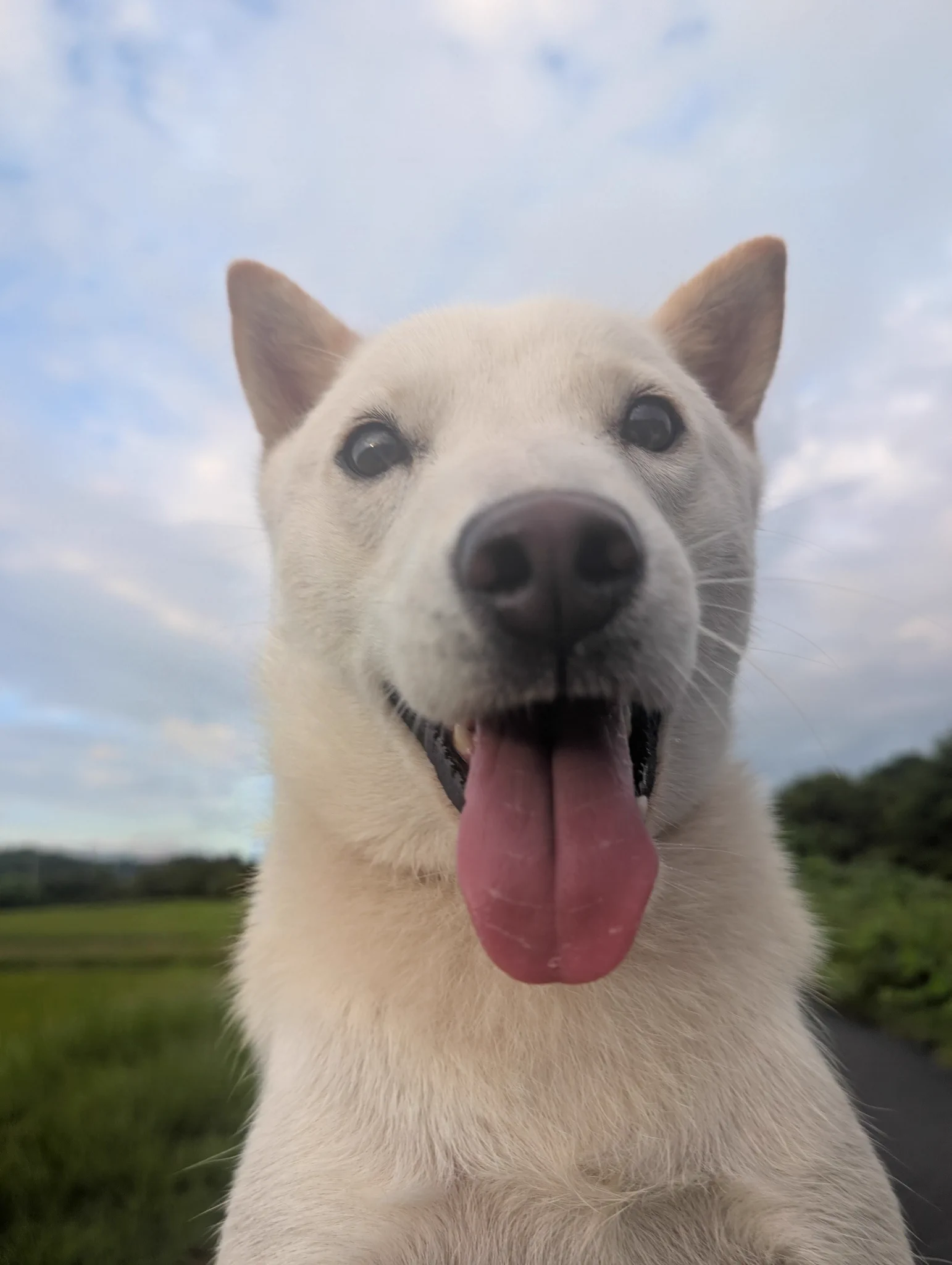 みっちゃん❤️ 北海道犬 みっちゃん on X: 