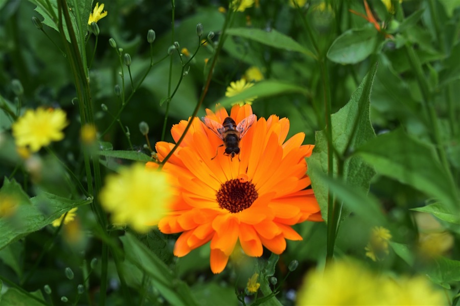 Hoverfly on orange calendula flower