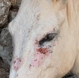 0rtegafa's tweet photo. Guys, I’m starting to think this pic was a hint from Jenna, bc she’d never post a pic of an injured horse. It could be her way of hinting that maybe Elias hit her.
#JennaOrtega https://t.co/aZlOKXX6eF