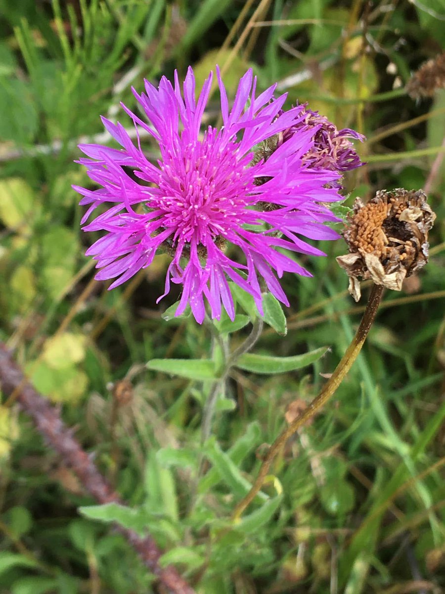 FloralRainbowAW's tweet photo. For #WeekKForKn #AlphabetChallenge Greater Knapweed πΈ https://t.co/p25xICRjGB