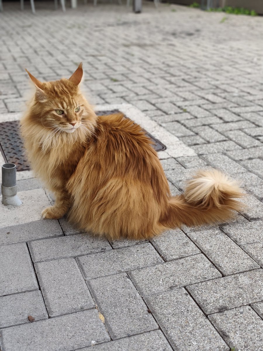 CourtotChristi2's tweet photo. Je suis gardienne de MaineCoon.
Louna la grise, sauvage
Paddy le roux, affectueux
Blue la jeunette, 6 mois.
#passionchat https://t.co/vTbMzWtlDn