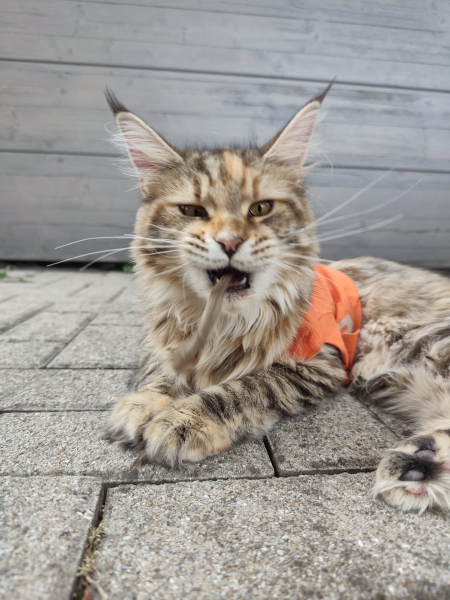 CourtotChristi2's tweet photo. Je suis gardienne de MaineCoon.
Louna la grise, sauvage
Paddy le roux, affectueux
Blue la jeunette, 6 mois.
#passionchat https://t.co/vTbMzWtlDn