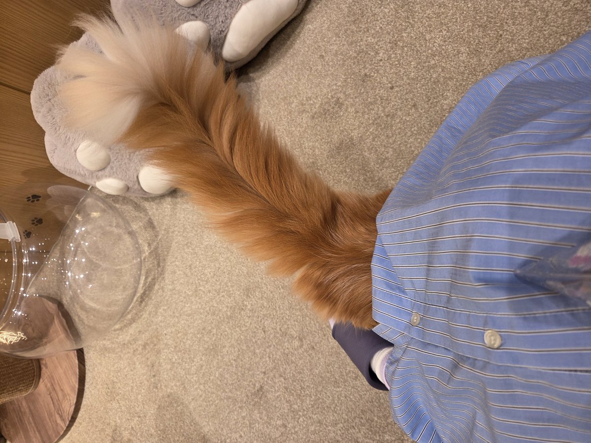 96yuri77's tweet photo. しっぽ生えた https://t.co/ljvlhSZz7P