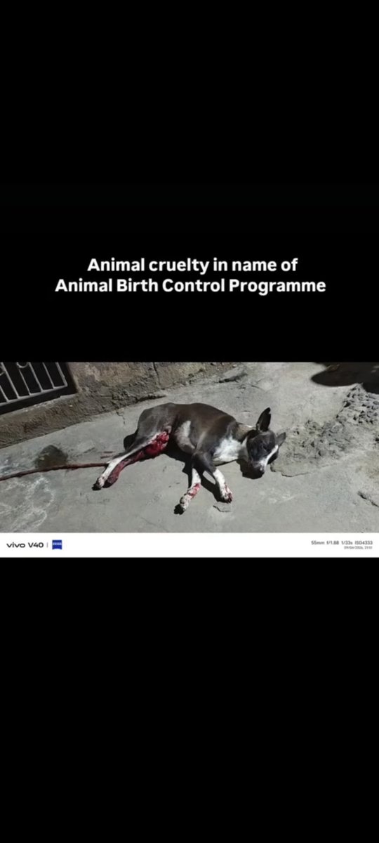 YSaghal's tweet photo. A female community dog in Kanchipuram has di*d after an Animal Birth Control sterilisation procedure, suffering horrific injuries and struggling for days before her de@th.
Animal birth control is meant to control the population humanely, not torture animals. 
@CMOTamilnadu @mkstalin @KanchiCollector please order an independent investigation into the Kanchipuram Corporation ABC programme and take strict action against every official responsible