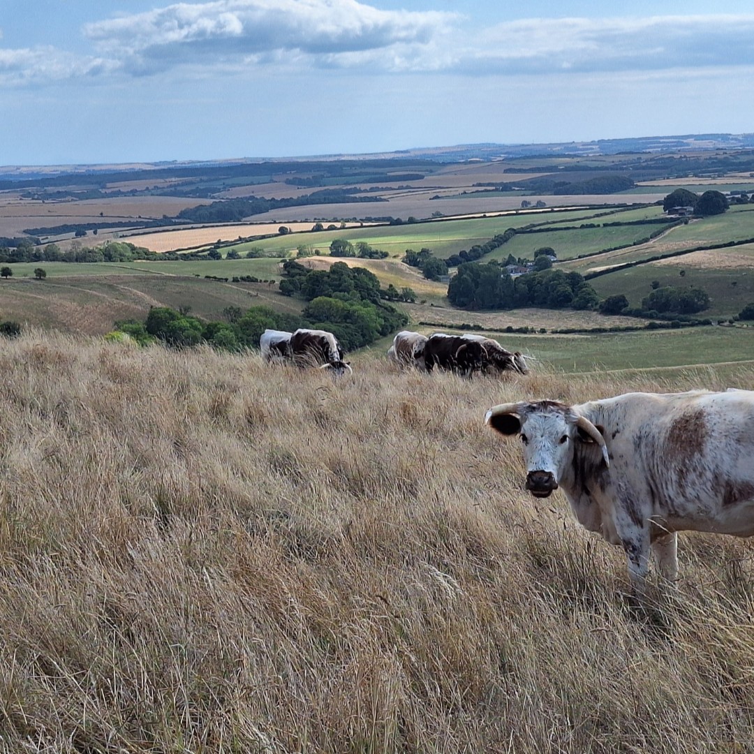 NaturalEngland's tweet photo. Great news for Dorset's wildlife - Lyscombe is now a National Nature Reserve! 

Spanning 334 hectares (around 468 football pitches), this remarkable landscape is home to rare chalk grassland, ancient woodland and some amazing wildlife 🦋  

https://t.co/tlJxAclr2G https://t.co/307G3LT4A4