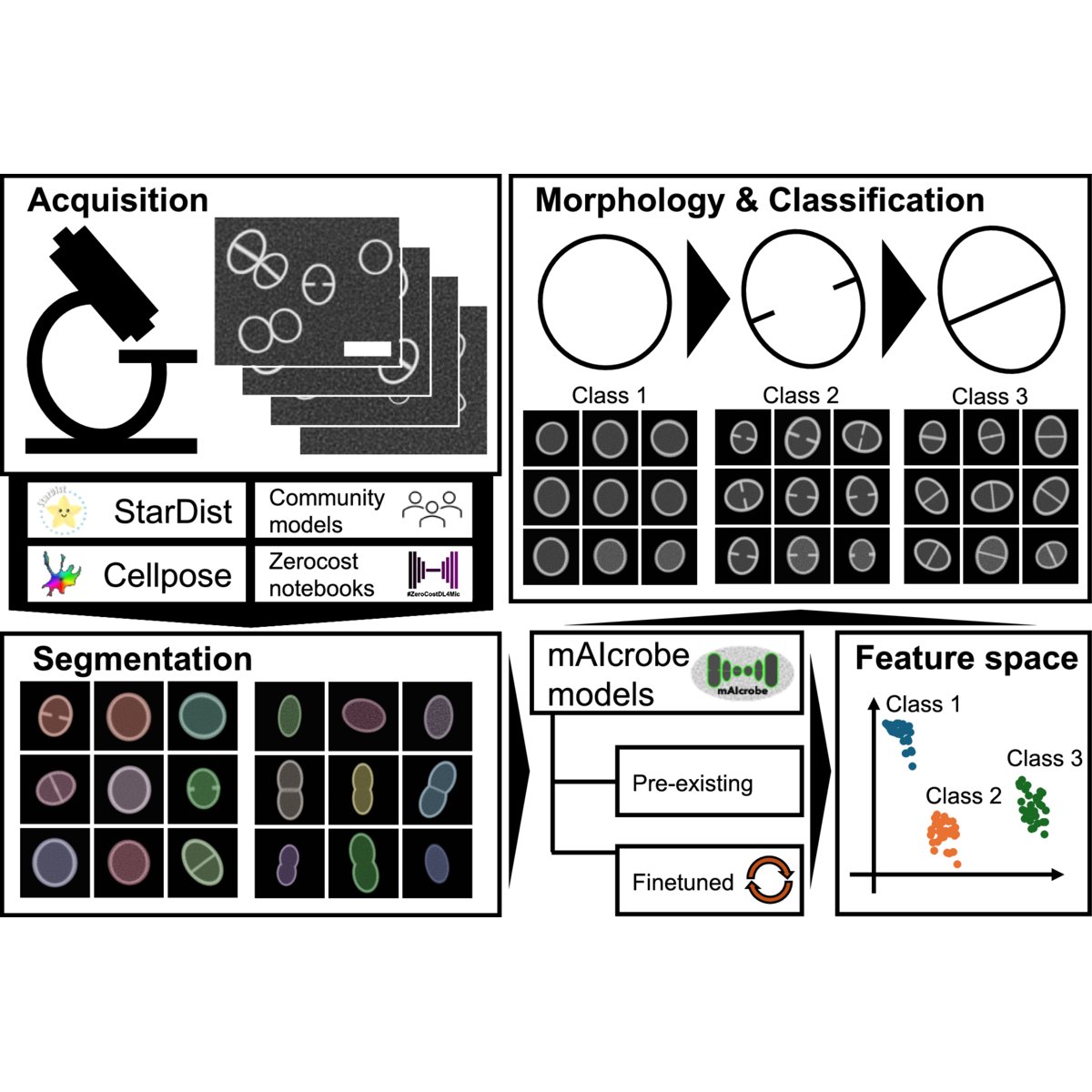 Diagram of the mAIcrobe workflow. Acquisition feeds into segmentation with StarDist, Cellpose and community models, then morphological profiling and a three-class cell cycle classifier, ending in a feature-space scatter plot with three separated clusters.