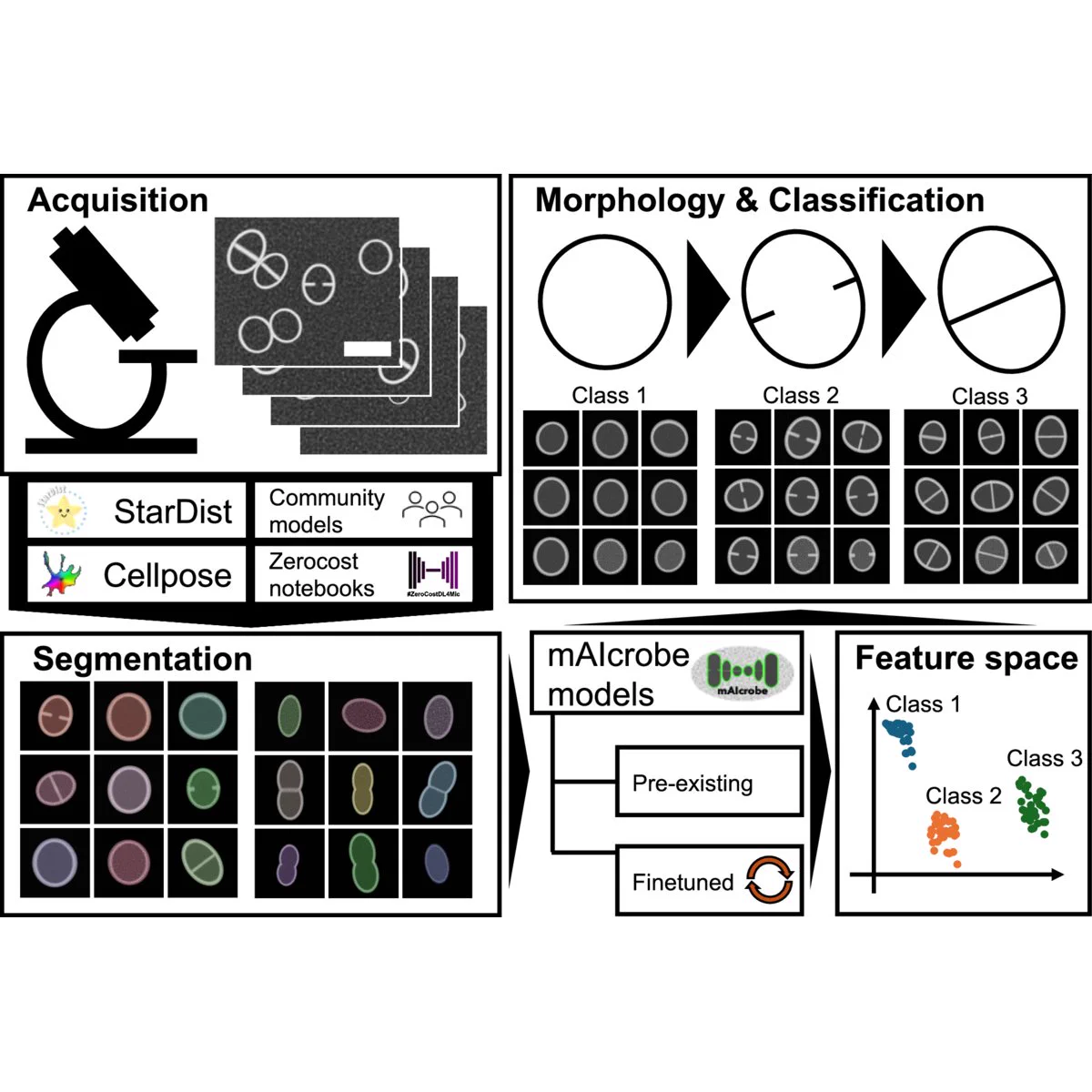 Diagram of the mAIcrobe workflow. Acquisition feeds into segmentation with StarDist, Cellpose and community models, then morphological profiling and a three-class cell cycle classifier, ending in a feature-space scatter plot with three separated clusters.