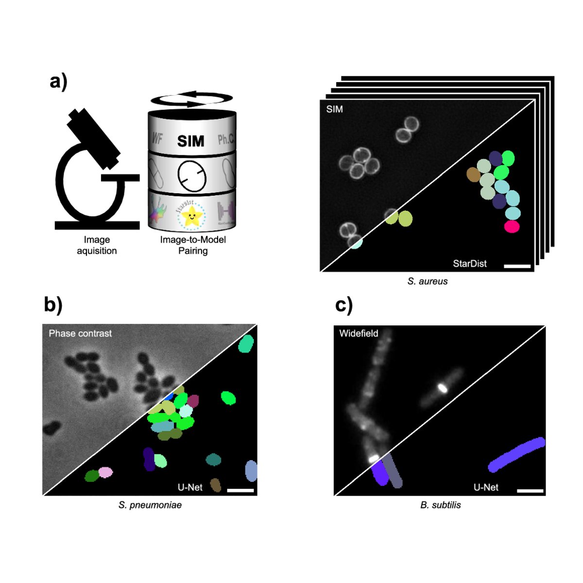 HenriquesLab's tweet photo. Led by @Antonio_DBrito and @Bruno_MSaraiva, with Dominik Alwardt, Beatriz de P. Mariz, Sérgio Filipe and Mariana Pinho at @ITQBNOVA. StarDist, Cellpose and U-Net segmentation, plus a classifier you can retrain on your own species =) https://t.co/B0uFA3pH3V