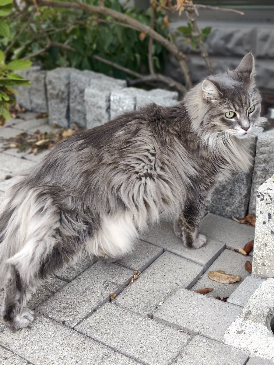 CourtotChristi2's tweet photo. Je suis gardienne de MaineCoon.
Louna la grise, sauvage
Paddy le roux, affectueux
Blue la jeunette, 6 mois.
#passionchat https://t.co/vTbMzWtlDn