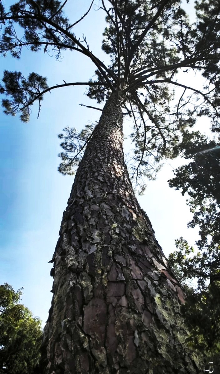 Kastanienzweig's tweet photo. A tree is a wise green giant, standing with its feet deep in the memory of the earth and reaching for the stars with its hands. 🎶💚🎶💚
#thicktrunktuesday #oldtree #NaturePoetry
#TreeOfLife #NatureLovers https://t.co/wwViabS4LL