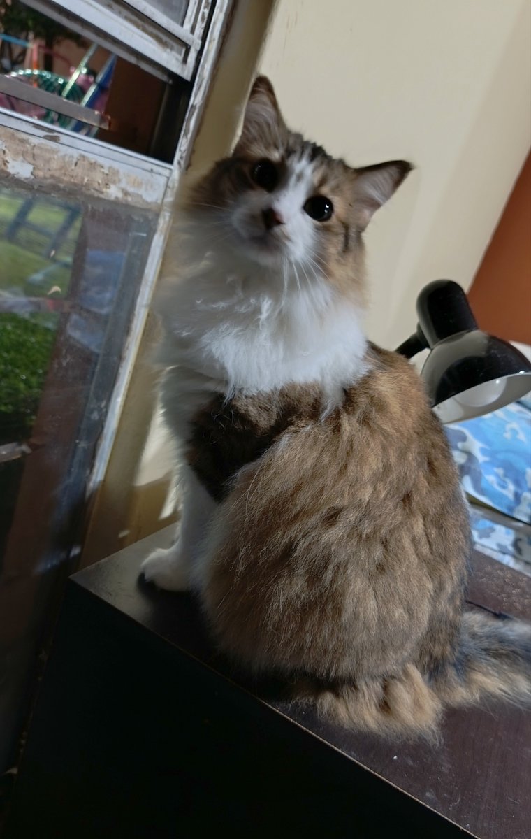 Caffeine305's tweet photo. Foto de #Gatinsky Chulupona viendo por la ventana... El Vieji le sacó alguna vez una foto así... https://t.co/pLW1Fn4cQk
