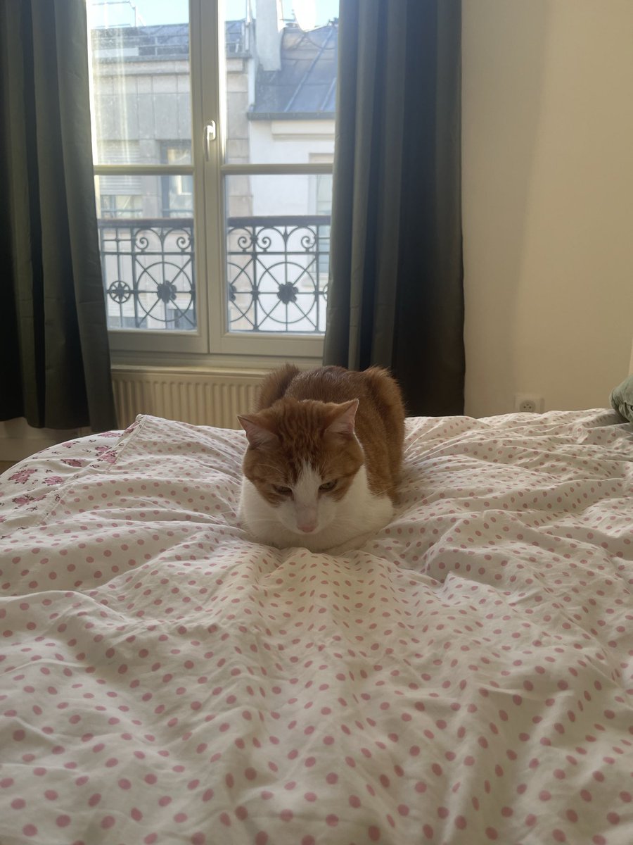nunuslechat's tweet photo. spooky est venu me rendre visite ce matin https://t.co/dFIIWPFDGf
