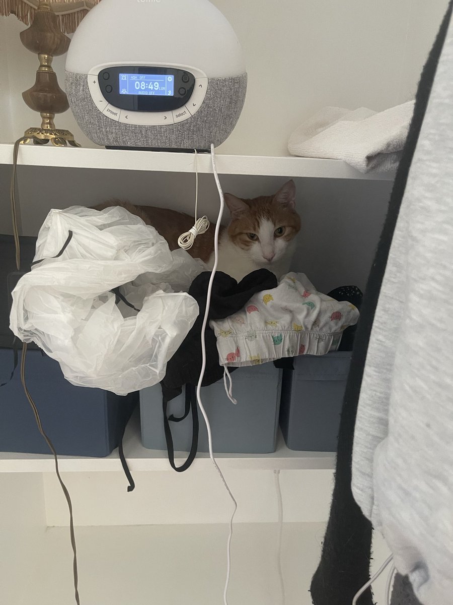 nunuslechat's tweet photo. spooky est venu me rendre visite ce matin https://t.co/dFIIWPFDGf
