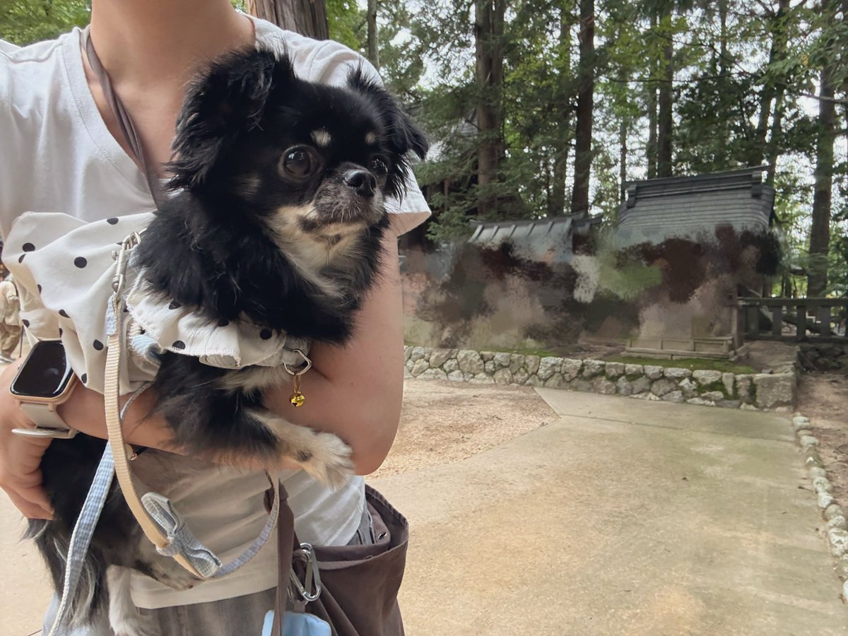 chikuwa__chan's tweet photo. 犬連れ可のでかい神社に行ったのだった https://t.co/biSOfxT9W0