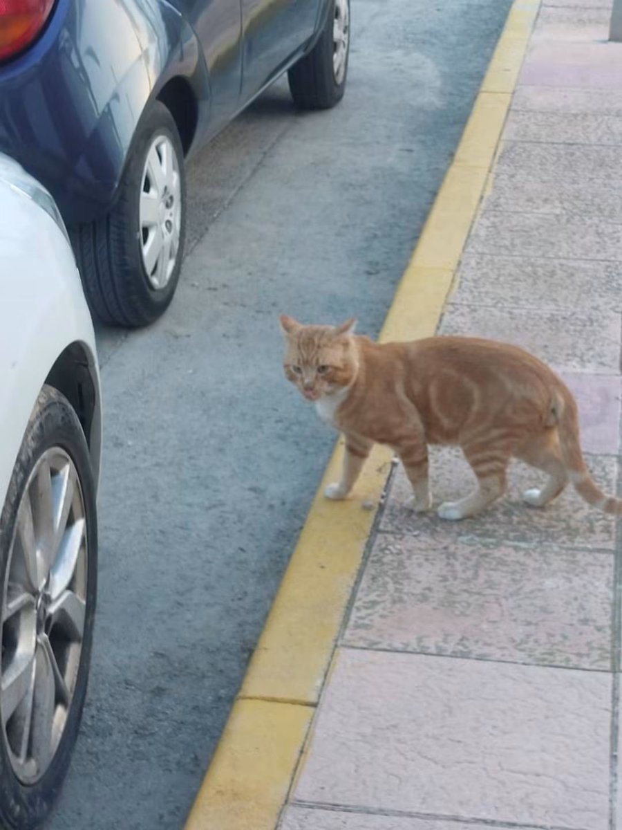 SilviaMylo's tweet photo. Una situación terrible para la pobre criatura y sin posibilidad de mejorar 💔😢
La gente no quiere gatos y menos que no sean cachorros 💔😢

Te pegan hembras,  te pegan machos y aunque han pasado dos años desde que te abandonaron , la calle es un medio hostil para ti. Eres grande Bonachón y la gente sólo quiere bebés.  La gente no sabe que tienes alma de un chiquitín 
Pido adopción para Bonachón.  Tendrá tres añitos o por ahí
. Esta castrado. Se entrega con compromiso para siempre.  
Se encuentra en Albatera/Alicante/España 
PARA CURAR SUS TRAUMAS A BONACHÓN LE VENDRIA BIEN UN HOGAR QUE TENGA GATITOS PEQUEÑOS.  TIENE MIEDO A LOS ADULTOS 
Contacto 637924816
