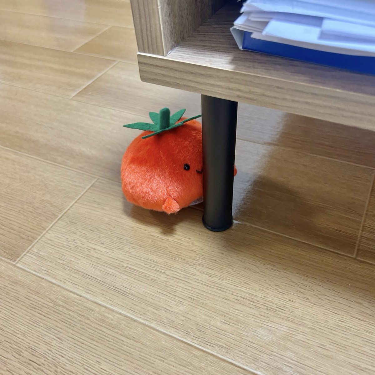 pnck_kcnp's tweet photo. まだ家に慣れてないトマト🍅 https://t.co/yxhghbepXK