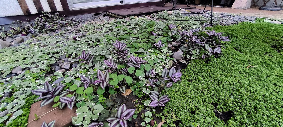 Kohsay's tweet photo. 大きさの違う丸い石のエリアを ごまかすじゃなくって カバーするために 各種植物を植えました うまいこと石に目がいかなくなってますか？ ただ最近調べ直したらこの中に低温に弱く 基本地植えはしないのがあることが⋯ あれ？選んだときにはそんな情報はなかったと⋯ https://t.co/lnDtANM4qH