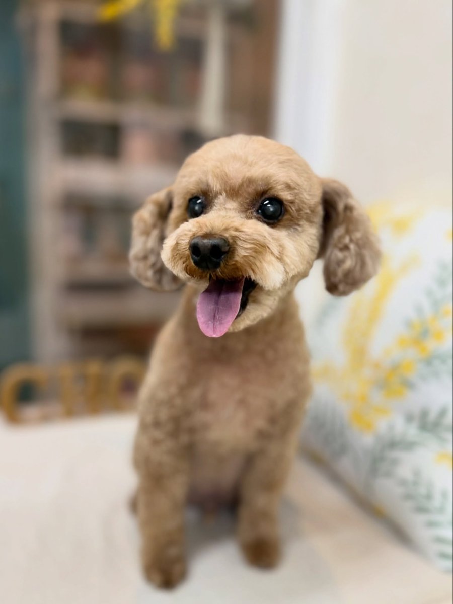 SusannZwerxpol's tweet photo. Cocoa, the Pomapoo, visited us. Thank you for coming! https://t.co/bUf5FOFCyi