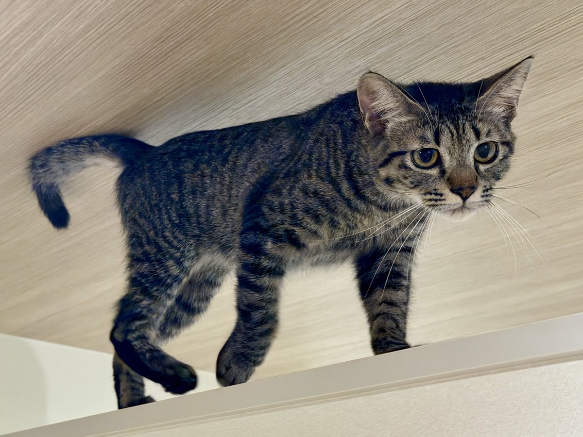 akihirocamera's tweet photo. #cat #catcafe #fullcat #cute #photo
#iPhone17promax https://t.co/trtMjiVExB