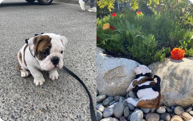 Rainmaker1973's tweet photo. Winston went on his first-ever walk, got so exhausted that he stopped halfway through, and took a nap against a pile of rocks. https://t.co/iXmQRxKa1b