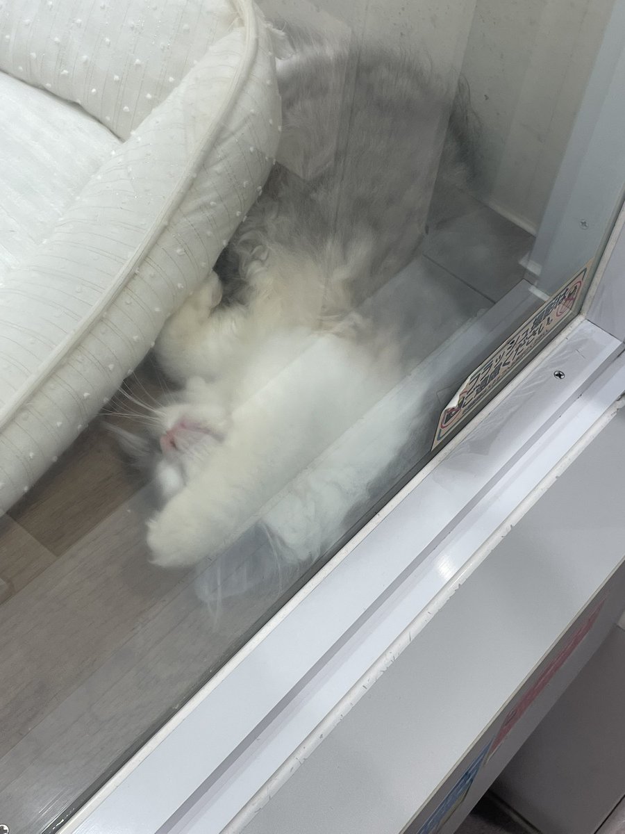 pianodeasobu's tweet photo. オレ、動物の写真家になろうかな https://t.co/BA9ECkFxmo